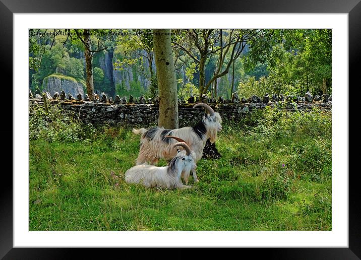  Cheddar Gorge  Goats Framed Mounted Print by Diana Mower