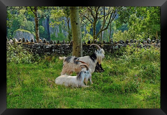  Cheddar Gorge  Goats Framed Print by Diana Mower
