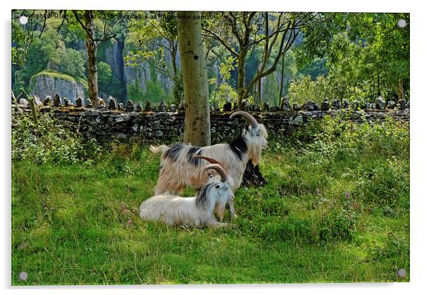  Cheddar Gorge  Goats Acrylic by Diana Mower