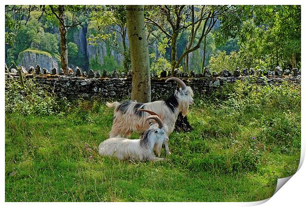  Cheddar Gorge  Goats Print by Diana Mower