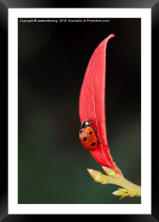Ladybug On An Autumn Leaf Framed Mounted Print by rawshutterbug 