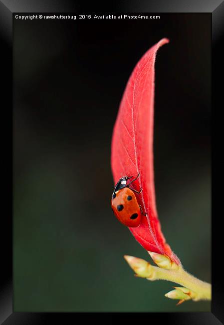 Ladybug On An Autumn Leaf Framed Print by rawshutterbug 