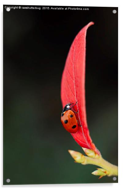 Ladybug On An Autumn Leaf Acrylic by rawshutterbug 