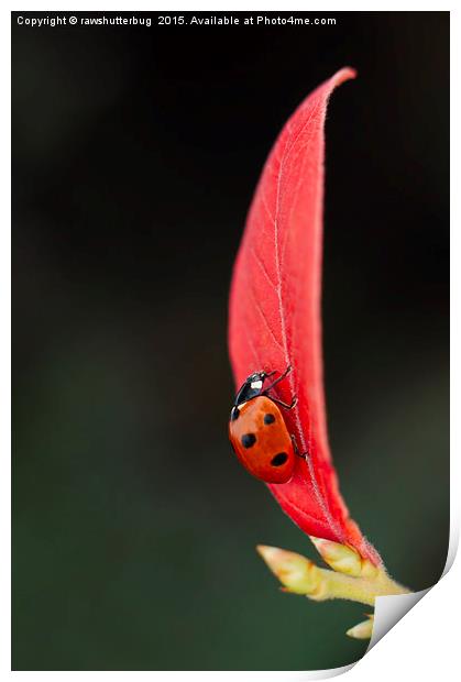 Ladybug On An Autumn Leaf Print by rawshutterbug 