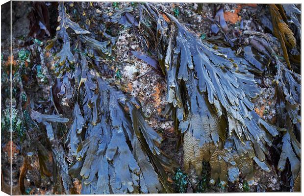 Serrated Wrack (Fucus serratus) seaweed. Wales, UK Canvas Print by Liam Grant