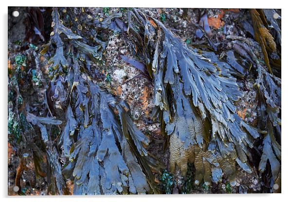 Serrated Wrack (Fucus serratus) seaweed. Wales, UK Acrylic by Liam Grant