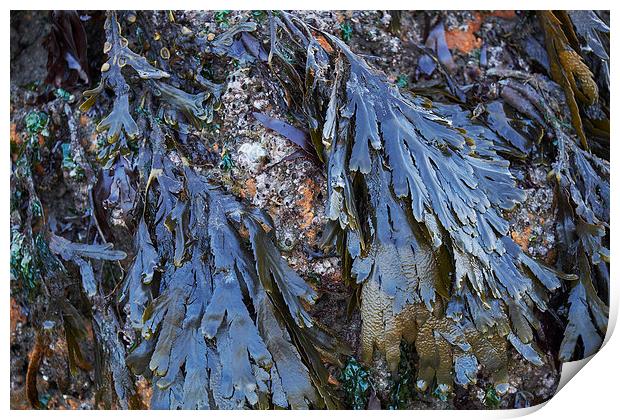 Serrated Wrack (Fucus serratus) seaweed. Wales, UK Print by Liam Grant