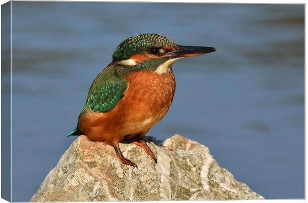  Kingfisher on a rock. Canvas Print by Ashley Jackson