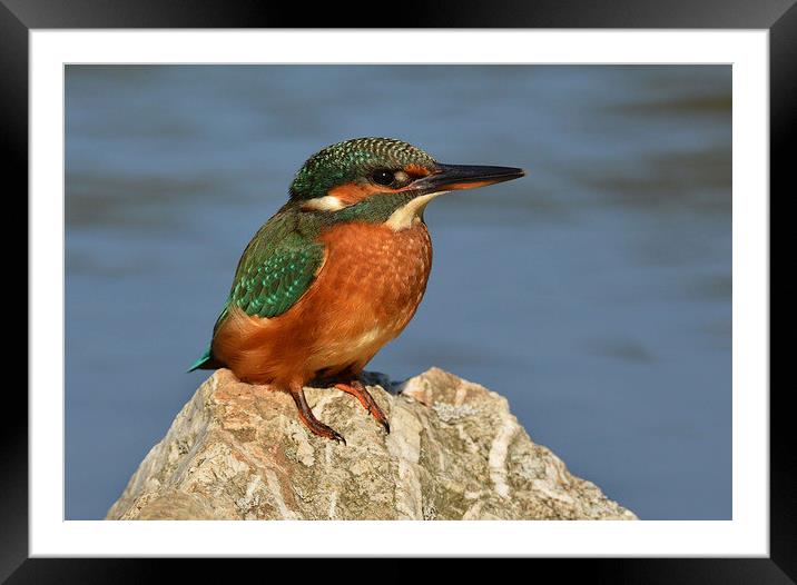 Kingfisher on a rock. Framed Mounted Print by Ashley Jackson