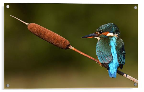  Kingfisher on reed mace Acrylic by Ashley Jackson