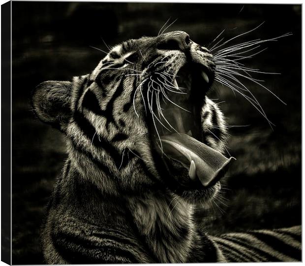  Bengal Yawn Canvas Print by Larry Flewers