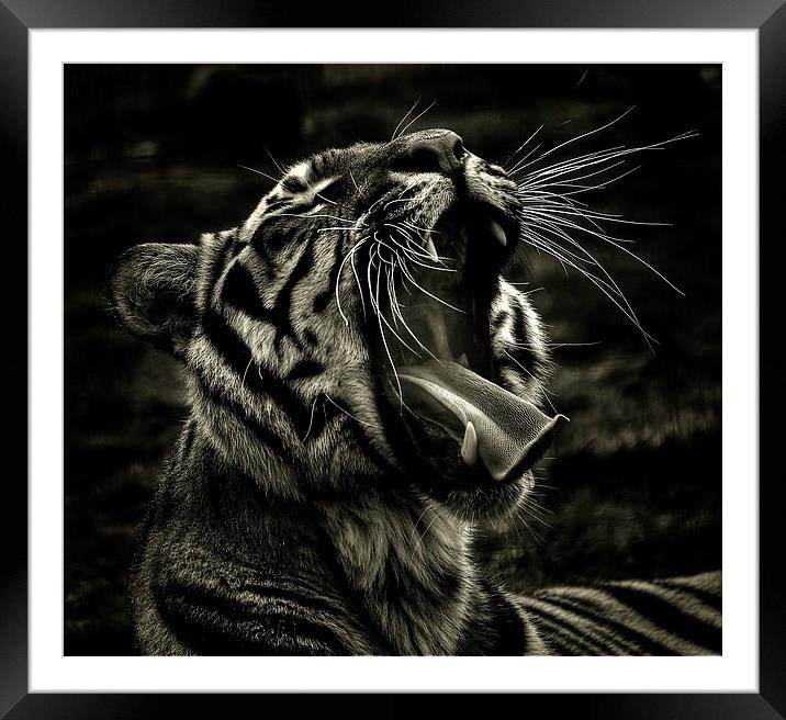  Bengal Yawn Framed Mounted Print by Larry Flewers