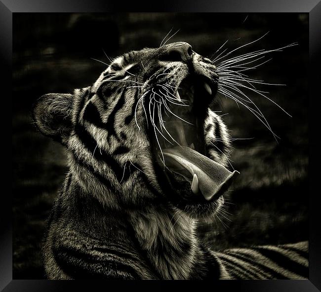  Bengal Yawn Framed Print by Larry Flewers