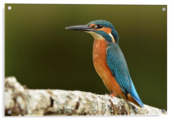  Male Kingfisher Acrylic by Ashley Jackson