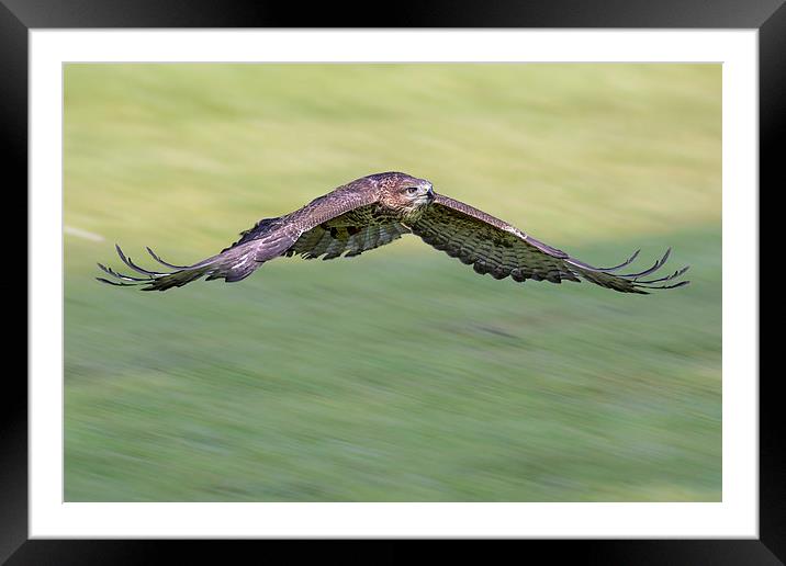  buzzard Framed Mounted Print by Kelvin Rumsby