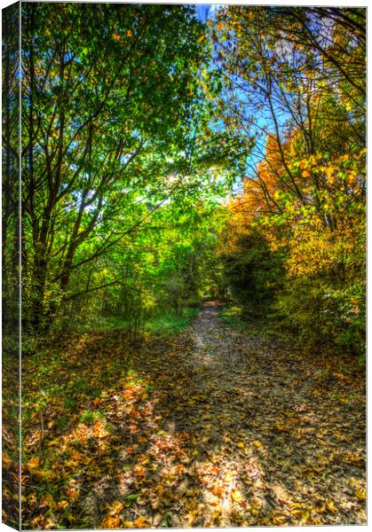 The Autumn Forest Path Canvas Print by David Pyatt
