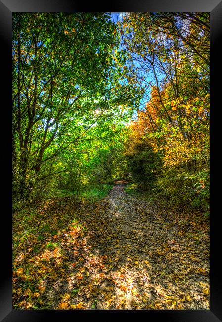 The Autumn Forest Path Framed Print by David Pyatt