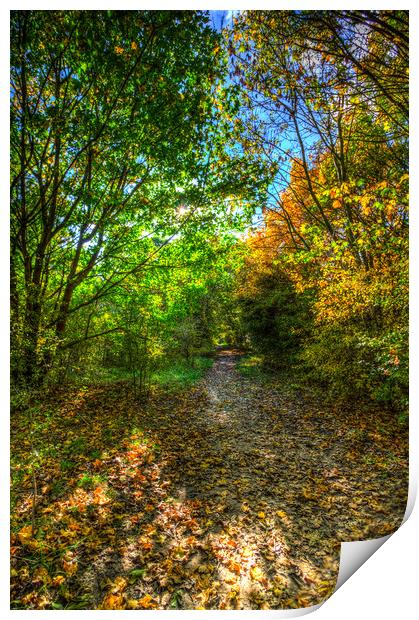 The Autumn Forest Path Print by David Pyatt