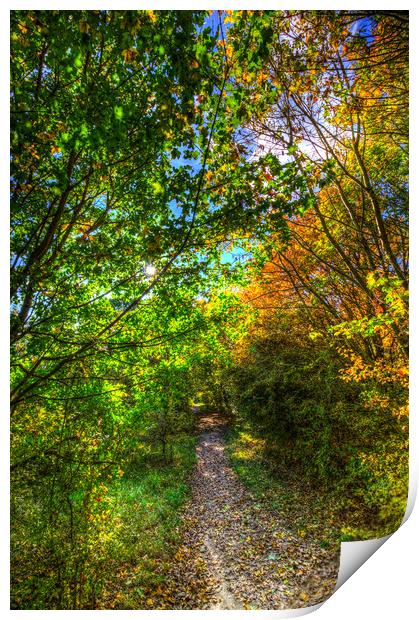 The Autumnal Forest Path  Print by David Pyatt
