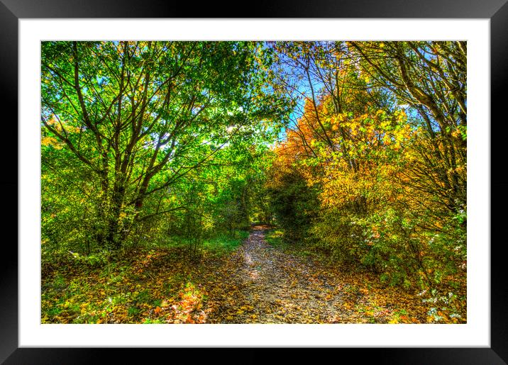 The Early Autumn Forest Framed Mounted Print by David Pyatt