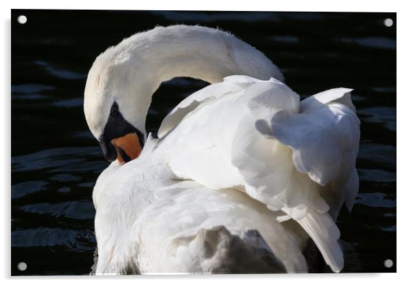 The Peaceful Swan Acrylic by David Pyatt