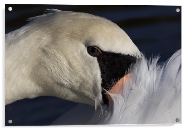 The Watchful Swan Acrylic by David Pyatt