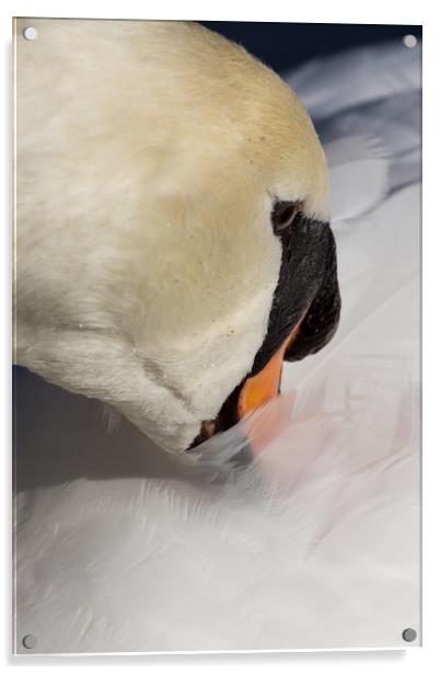 The Quiet Swan Acrylic by David Pyatt