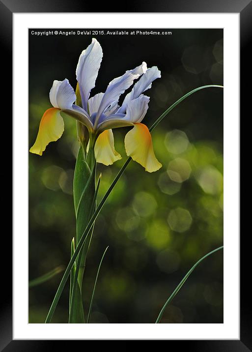 Orchid salutes Spring  Framed Mounted Print by Angelo DeVal