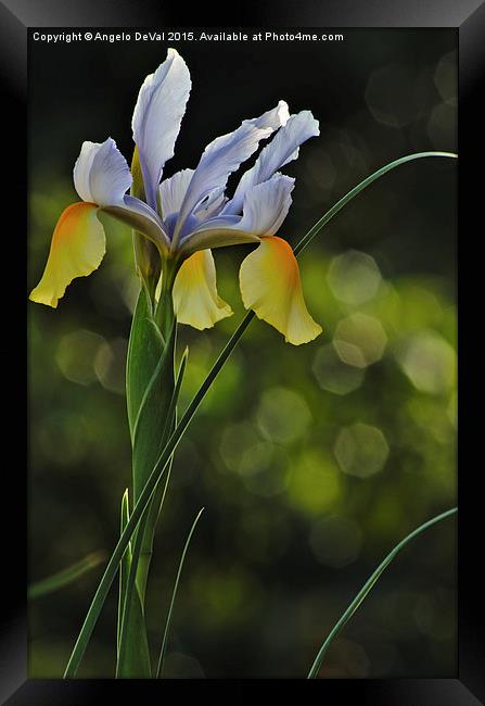 Orchid salutes Spring  Framed Print by Angelo DeVal