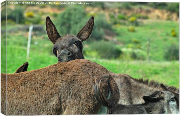 Inquisitive Donkey Canvas Print by Angelo DeVal