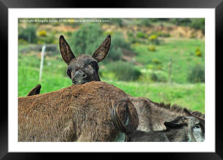 Inquisitive Donkey Framed Mounted Print by Angelo DeVal