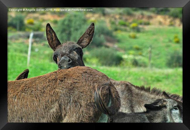 Inquisitive Donkey Framed Print by Angelo DeVal