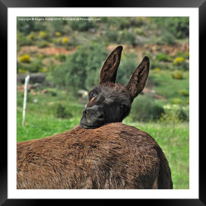 Curious Donkey Poses in Lush Pasture Framed Mounted Print by Angelo DeVal