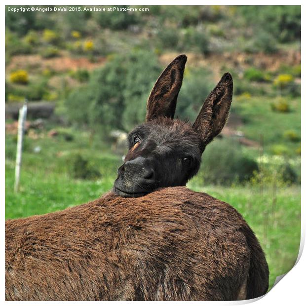 Curious Donkey Poses in Lush Pasture Print by Angelo DeVal