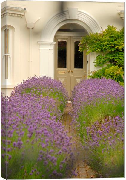  Lavender pathway Canvas Print by Terry Hunt