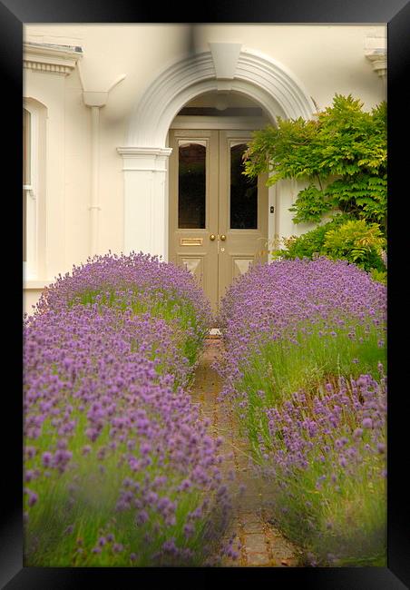  Lavender pathway Framed Print by Terry Hunt