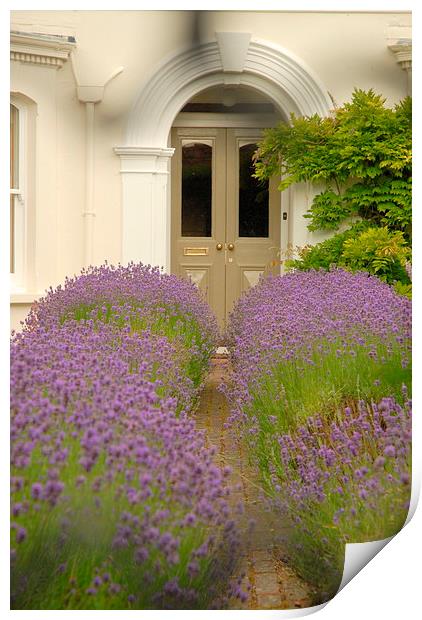  Lavender pathway Print by Terry Hunt