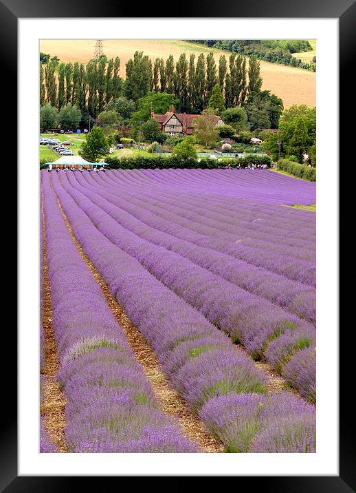 Lavender Farm  Framed Mounted Print by Terry Hunt