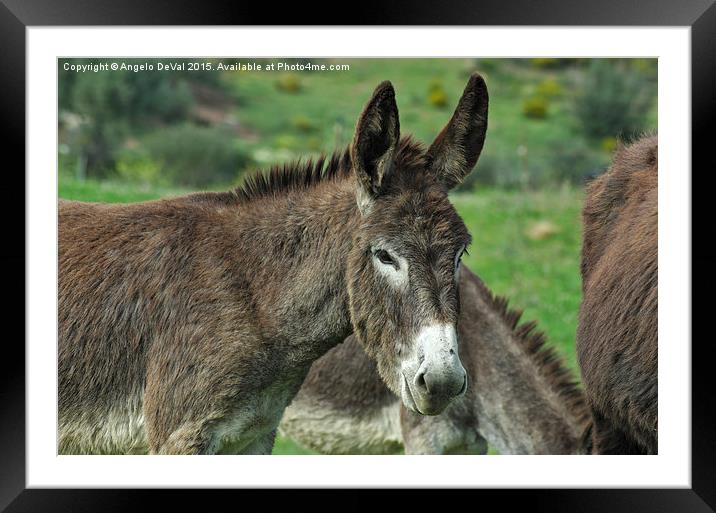 The Photogenic Donkey Framed Mounted Print by Angelo DeVal