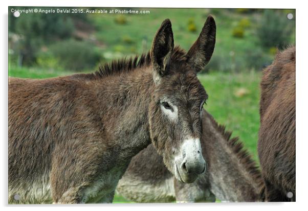 The Photogenic Donkey Acrylic by Angelo DeVal