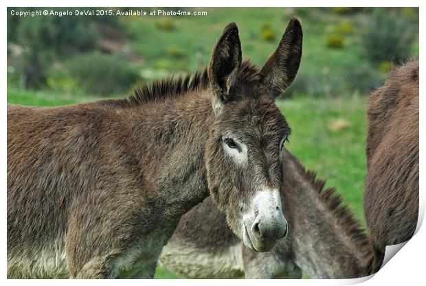The Photogenic Donkey Print by Angelo DeVal