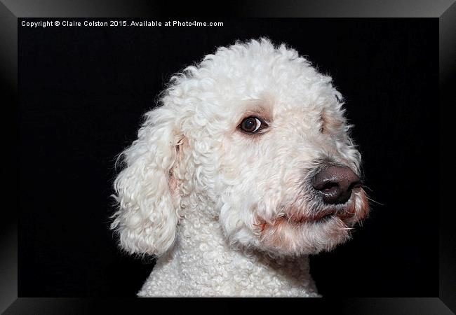  Labradoodle Framed Print by Claire Colston