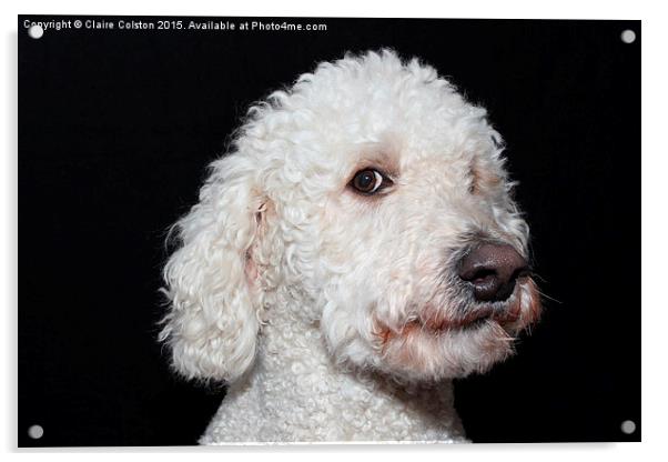  Labradoodle Acrylic by Claire Colston