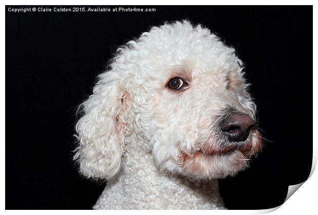  Labradoodle Print by Claire Colston