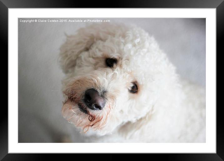  Labradoodle Framed Mounted Print by Claire Colston