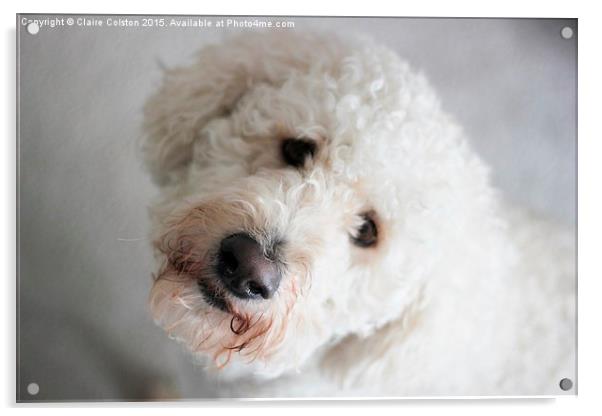  Labradoodle Acrylic by Claire Colston