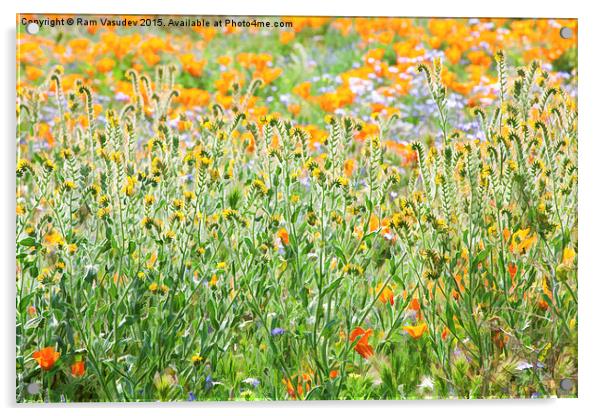  Nature's Artwork - California Wildflowers Acrylic by Ram Vasudev