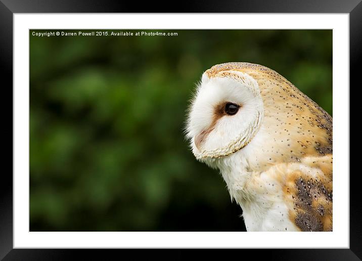  Owl  Framed Mounted Print by Darren Powell
