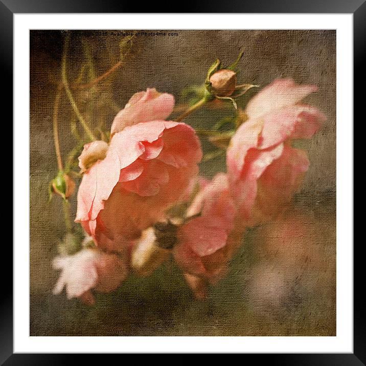  Roses After Rain Framed Mounted Print by LIZ Alderdice