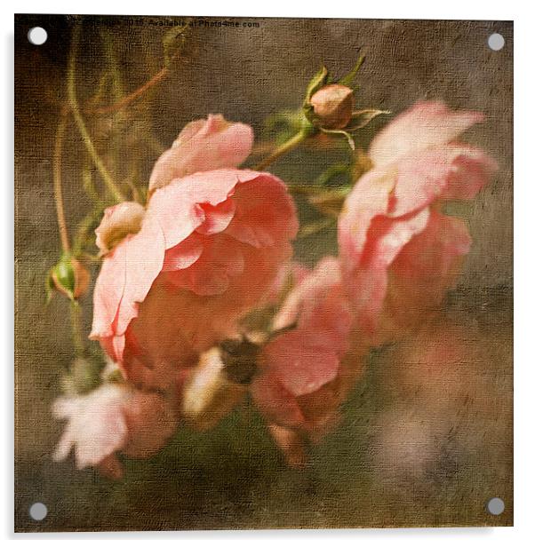  Roses After Rain Acrylic by LIZ Alderdice